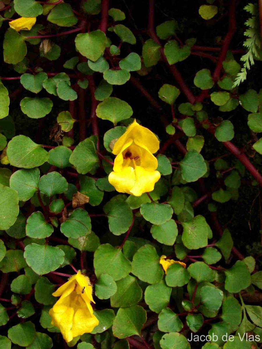 Impatiens repens Moon ex Wight